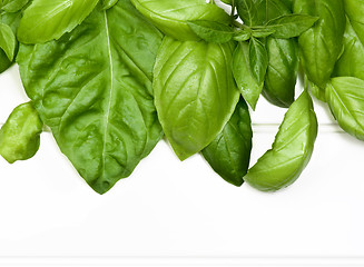 Image showing Frame of Basil Leafs