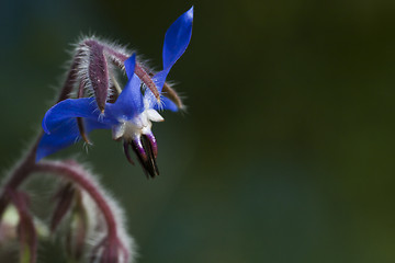 Image showing blue starflower