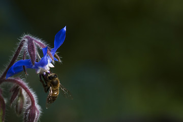 Image showing starflower with a bee