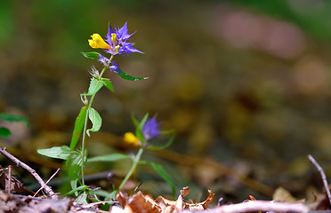 Image showing flowers aquilegia vulgaris - Common columbine
