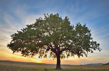 Image showing Old oak tree 
