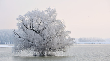 Image showing winter tree on Danube river