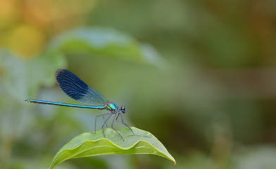 Image showing blue Coenagrionidae dragonfly