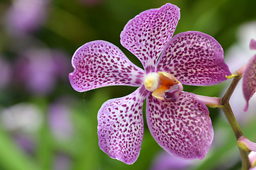 Image showing Beautiful purple orchid, phalaenopsis.