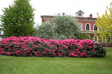 Image showing Rhododendron bushes