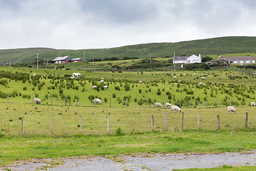 Image showing sheep grazing on field of connemara in ireland