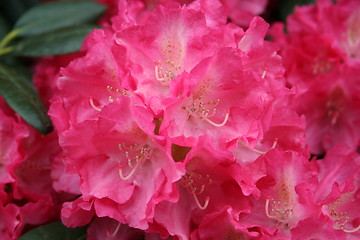 Image showing Rhododendron flowers