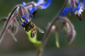 Image showing starflower and honeybee