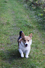 Image showing running dog