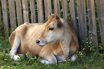Image showing Cow resting on green grass near wooden fence