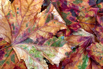 Image showing Autumn multicolor dry maple-leafs