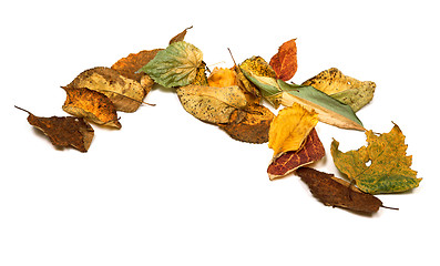 Image showing Dried autumn leafs