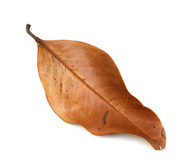 Image showing Dry autumn leaf of magnolia