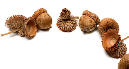 Image showing Autumn oak acorns