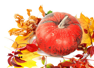 Image showing Red ripe pumpkin and autumn leaves on white 