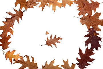 Image showing Frame of autumn dried oak leaves