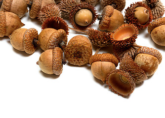Image showing Autumn oak acorns