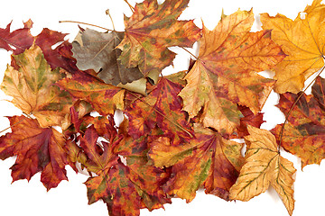 Image showing Autumn dried multicolor maple leafs