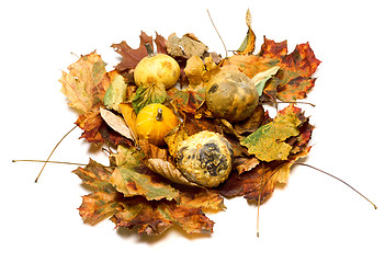 Image showing Small decorative pumpkins on dry autumn leafs
