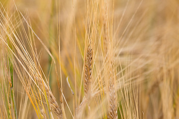 Image showing Organic golden spring wheat grains 