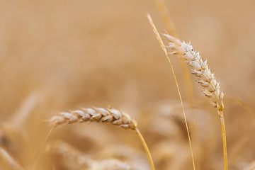 Image showing Organic golden spring wheat grains 