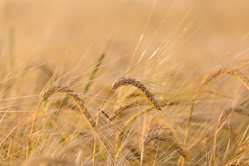 Image showing Organic golden spring wheat grains 