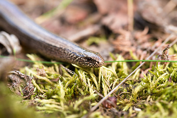 Image showing Slow Worm or Blind Worm, Anguis fragilis