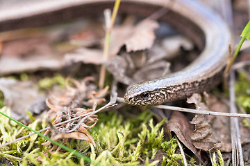 Image showing Slow Worm or Blind Worm, Anguis fragilis