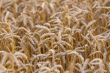 Image showing Organic golden spring wheat grains 