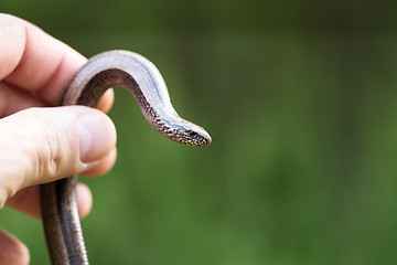 Image showing Slow Worm or Blind Worm, Anguis fragilis