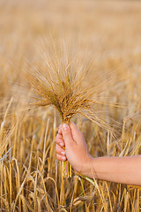 Image showing Wheat ears barley in the hand