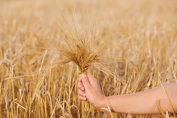 Image showing Wheat ears barley in the hand