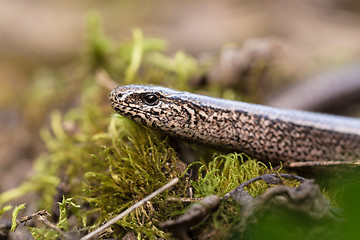 Image showing Slow Worm or Blind Worm, Anguis fragilis