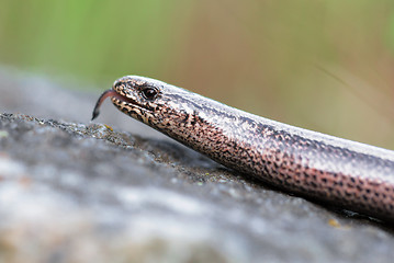 Image showing Slow Worm or Blind Worm, Anguis fragilis