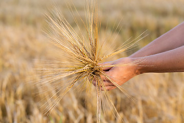 Image showing Wheat ears barley in the hand