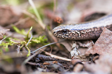 Image showing Slow Worm or Blind Worm, Anguis fragilis