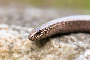 Image showing Slow Worm or Blind Worm, Anguis fragilis