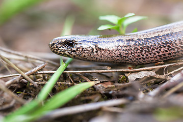 Image showing Slow Worm or Blind Worm, Anguis fragilis