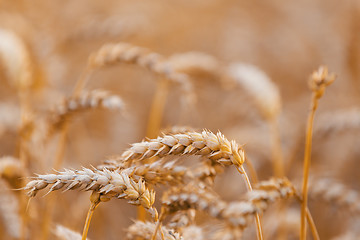 Image showing Organic golden spring wheat grains 