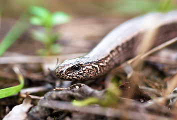 Image showing Slow Worm or Blind Worm, Anguis fragilis