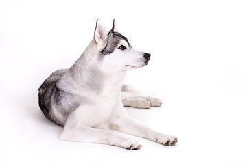 Image showing siberian husky dog