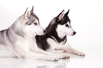 Image showing siberian husky