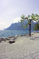 Image showing Tree on rocky beach