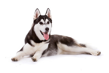 Image showing siberian husky