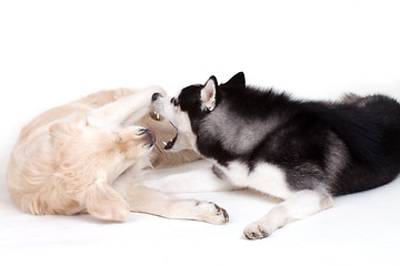 Image showing siberian husky dog and labrador