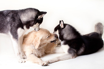 Image showing siberian husky dog and labrador