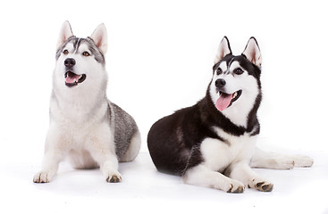 Image showing siberian husky