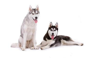 Image showing siberian husky