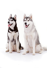 Image showing siberian husky