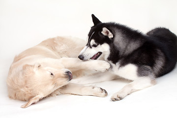 Image showing siberian husky dog and labrador